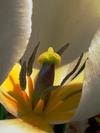 tulipany06